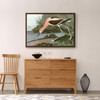 John James Audubon,American Avocet,The Birds of America,canvas print,canvas art,canvas wall art,large wall art,framed wall art,p1796