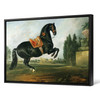 Johann Georg Hamilton,A black horse performing the Courbette,large wall art,framed wall art,canvas wall art,large canvas,M4373