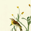 John James Audubon, Yellow Red poll Warbler,art prints,Vintage art,canvas wall art,famous art prints,q2508