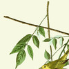 John James Audubon, Yellow poll Warbler,art prints,Vintage art,canvas wall art,famous art prints,q2507