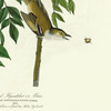 John James Audubon, White eyed Flycatcher or Vireo,art prints,Vintage art,canvas wall art,famous art prints,q2494