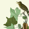 John James Audubon, Traill's Flycatcher,art prints,Vintage art,canvas wall art,famous art prints,q2483