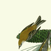 John James Audubon, Pine Creeping Warbler,art prints,Vintage art,canvas wall art,famous art prints,q2431