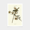 John James Audubon, Pewit Flycatcher,art prints,Vintage art,canvas wall art,famous art prints,q2428