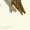 John James Audubon, Long eared Owl,art prints,Vintage art,canvas wall art,famous art prints,q2409