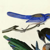 John James Audubon,Yellow billed Magpie,Stellers Jay,Ultramarine Jay,Clark's Crow,art prints,Vintage art,canvas wall,famous art prints,q2396