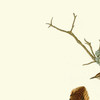 John James Audubon, I Winter Wren,Rock Wren,art prints,Vintage art,canvas wall art,famous art prints,q2395