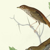 John James Audubon,I Little Tawny Thrush,Ptiliogony's Townsendi,Canada Jay,art prints,Vintage art,canvas wall art,famous art prints,q2388