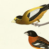 John James Audubon, I Evening Grosbeak,Spotted Grosbeak,art prints,Vintage art,canvas wall art,famous art prints,q2381