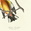 John James Audubon, I Evening Grosbeak,Spotted Grosbeak,art prints,Vintage art,canvas wall art,famous art prints,q2381
