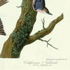 John James Audubon, I  Brown Creeper,Californian Nuthatch,art prints,Vintage art,canvas wall art,famous art prints,q2376