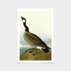 John James Audubon, Hutchins's Barnacle Goose,art prints,Vintage art,canvas wall art,famous art prints,q2370