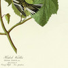 John James Audubon, Hemlock Warbler,art prints,Vintage art,canvas wall art,famous art prints,q2363
