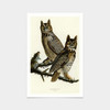 John James Audubon, Great Horned Owl,art prints,Vintage art,canvas wall art,famous art prints,q2358