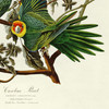 John James Audubon, Carolina Parrot,art prints,Vintage art,canvas wall art,famous art prints,q2324