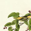John James Audubon, Carbonated Warbler,art prints,Vintage art,canvas wall art,famous art prints,q2322
