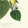 John James Audubon, Blue winged Yellow Warbler,art prints,Vintage art,canvas wall art,famous art prints,q2306