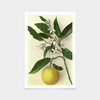 Pietro Guidi,Lemon,art prints,Vintage art,canvas wall art,famous art prints,V2852