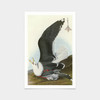John James Audubon, Black Backed Gull,art prints,Vintage art,canvas wall art,famous art prints,q2290