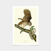 John James Audubon, Barred Owl,art prints,Vintage art,canvas wall art,famous art prints,q2282