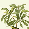 John James Audubon, Bachman's Warbler,art prints,Vintage art,canvas wall art,famous art prints,q2276