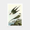 John James Audubon, Arctic Yager,art prints,Vintage art,canvas wall art,famous art prints,q2273