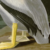 John James Audubon, American White Pelican,art prints,Vintage art,canvas wall art,famous art prints,q2271