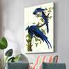 John James Audubon, Columbia Jay,The Birds Of America,Canvas Print,Canvas Art,Canvas Wall Art,Large Wall Art,Framed Wall Art,P2332