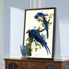 John James Audubon, Columbia Jay,The Birds Of America,Canvas Print,Canvas Art,Canvas Wall Art,Large Wall Art,Framed Wall Art,P2332