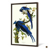 John James Audubon, Columbia Jay,The Birds Of America,Canvas Print,Canvas Art,Canvas Wall Art,Large Wall Art,Framed Wall Art,P2332