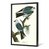 John James Audubon, Mississippi Kite,The Birds Of America,Canvas Print,Canvas Art,Canvas Wall Art,Large Wall Art,Framed Wall Art,P2417