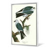 John James Audubon, Mississippi Kite,The Birds Of America,Canvas Print,Canvas Art,Canvas Wall Art,Large Wall Art,Framed Wall Art,P2417