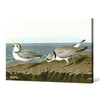 John James Audubon, Piping Plover,The Birds Of America,Canvas Print,Canvas Art,Canvas Wall Art,Large Wall Art,Framed Wall Art,P1902