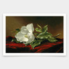Martin Johnson Heade,Magnolia grandiflora,art prints,Vintage art,canvas wall art,famous art prints,V1861