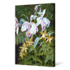 Marian Emma Chase,Orchids,large wall art,framed wall art,canvas wall art,large canvas,M2766