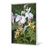 Marian Emma Chase,Orchids,large wall art,framed wall art,canvas wall art,large canvas,M2766