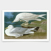 John James Audubon, White winged silvery Gull,art prints,Vintage art,canvas wall art,famous art prints,q1960
