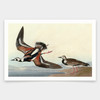 John James Audubon, Turn ston,art prints,Vintage art,canvas wall art,famous art prints,q1950