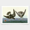 John James Audubon, Stormy Petrel,art prints,Vintage art,canvas wall art,famous art prints,q1942