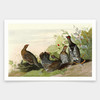 John James Audubon, Spotted Grous,art prints,Vintage art,canvas wall art,famous art prints,q1940