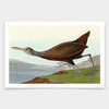 John James Audubon, Scolopaceus Courlan,art prints,Vintage art,canvas wall art,famous art prints,q1929