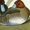 John James Audubon, Scaup Duck,art prints,Vintage art,canvas wall art,famous art prints,q1927