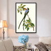John James Audubon, Fork Tailed Flycatcher,The Birds Of America,Canvas Print,Canvas Art,Canvas Wall Art,Large Wall Art,Framed Wall Art,P2345