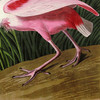 John James Audubon, Roseate Spoonbill,art prints,Vintage art,canvas wall art,famous art prints,q1921