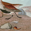 John James Audubon, Red backed Sandpiper,art prints,Vintage art,canvas wall art,famous art prints,q1909