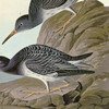 John James Audubon, Purple Sandpiper,art prints,Vintage art,canvas wall art,famous art prints,q1907
