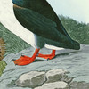 John James Audubon, Puffin,art prints,Vintage art,canvas wall art,famous art prints,q1904