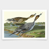 John James Audubon, Pin tailed Duck,art prints,Vintage art,canvas wall art,famous art prints,q1900