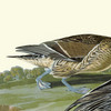 John James Audubon, Pin tailed Duck,art prints,Vintage art,canvas wall art,famous art prints,q1900