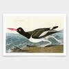 John James Audubon, Pied oyster catcher,art prints,Vintage art,canvas wall art,famous art prints,q1898